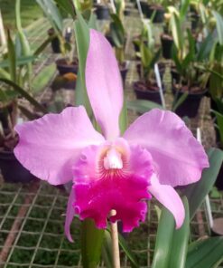 BLC. ROSE WHISPER `SUNSEI´ X BLC. VALEZAC `MAGIC FIRE´ ADULTA