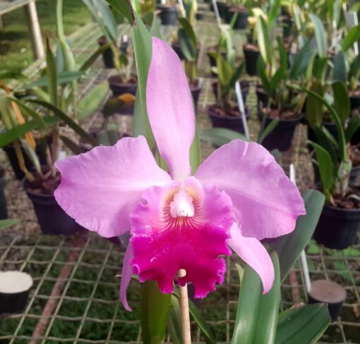 BLC. ROSE WHISPER `SUNSEI´ X BLC. VALEZAC `MAGIC FIRE´ ADULTA