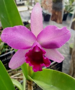 LC. MOLLY TYLER ADULTA