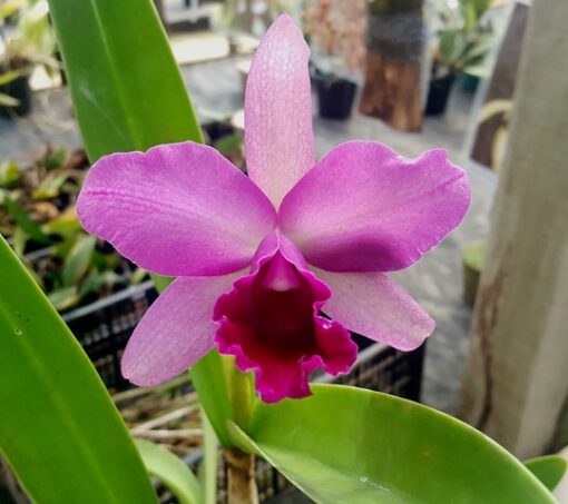 LC. MOLLY TYLER ADULTA