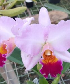BLC. GOLDENZELLE " TAIDA" X BONANZA QUEEN PANAMINT ADULTA
