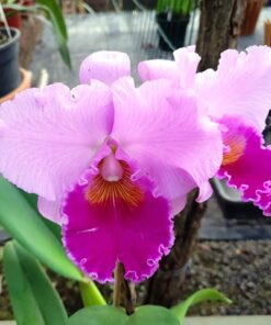 HSGW RED. STELLA `HAWAII´ ADULTA