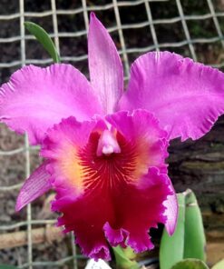 LC. PENNY KURODA `SPOTS´ X POT. ELEGANT DANCE ROUGE #1 ADULTA