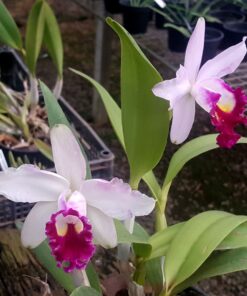 BLC. MIKKIE NAGATTA X LC. MEM. ROBERT STROIGHT X BLC. CROOD NEWS CARM ADULTA