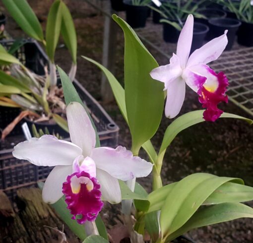 BLC. MIKKIE NAGATTA X LC. MEM. ROBERT STROIGHT X BLC. CROOD NEWS CARM ADULTA