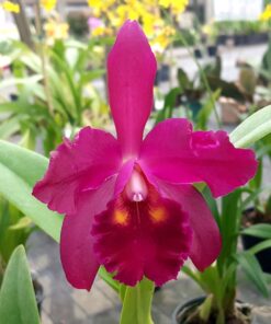 BLC. TOKYO YAMAGUCHI X C. CHOCOLATE DROP ADULTA