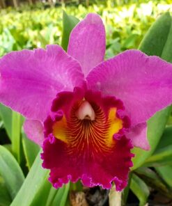 BLC. LUCKY STRIKE LADDAWAN ADULTA
