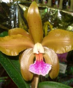 LC. ORQUIDACEA’S INSTANTE MAGICO X BLC. TROPICAL RAIMBOW PRE ADULTA