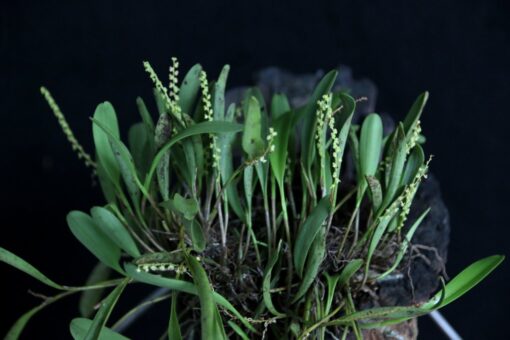 STELLIS A PRÉCA - MINI ORQUÍDEA MUDA