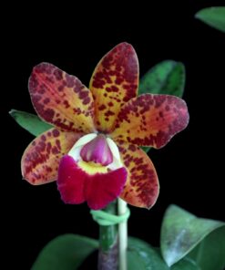 C. PÃO DE AÇUCAR X SLC. JUNGLE GEM PRE ADULTA