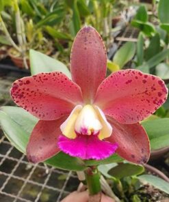 BLC. DURIGAN TP X BLC HAWAIIAN SATISFACTION