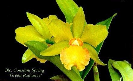 BLC CONSTANT S PRÉNG GREEN RADIANCE - CORTE ADULTO