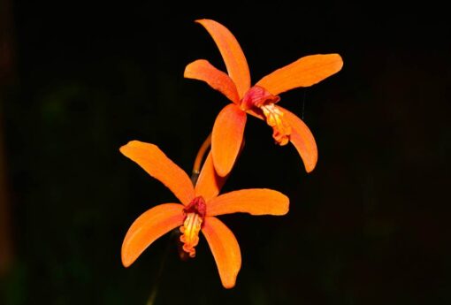 LAELIA SANQUILOBA -  PRÉ ADULTA