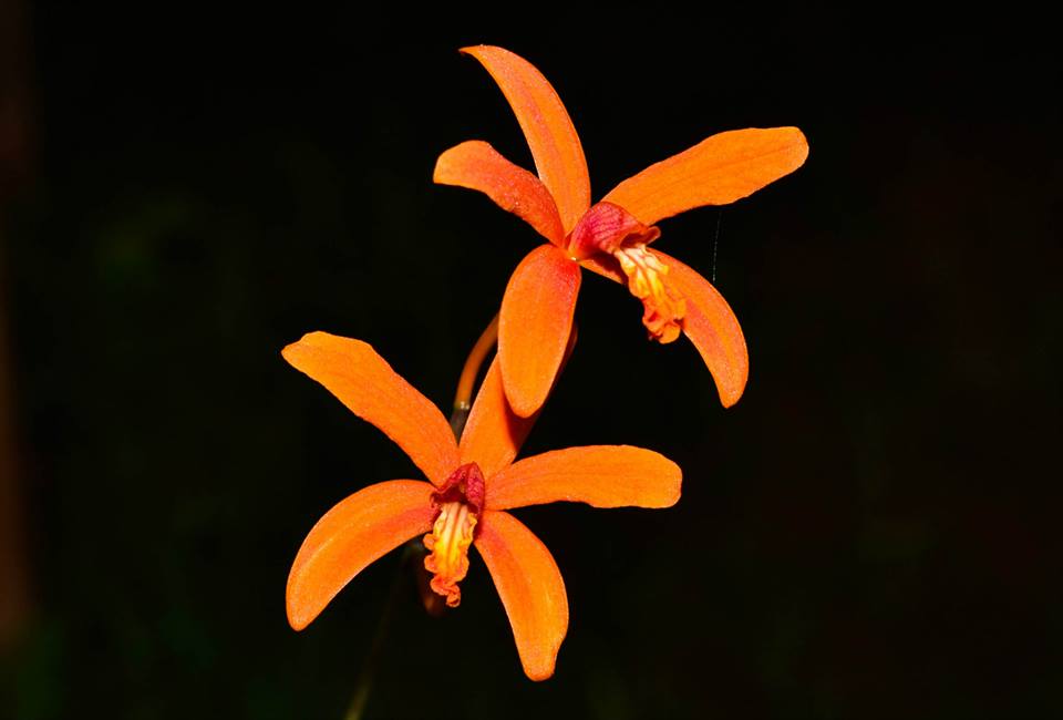 LAELIA SANQUILOBA -  PRÉ ADULTA