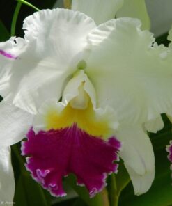 BLC. MIKKIE NAGATA X BLC MAHIMA YAHIRO - CORTE ADULTO