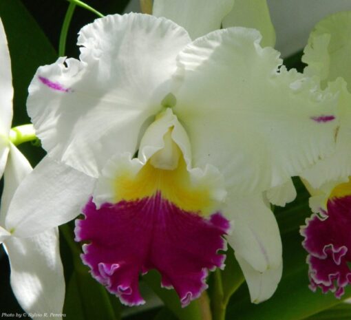 BLC. MIKKIE NAGATA X BLC MAHIMA YAHIRO - CORTE ADULTO