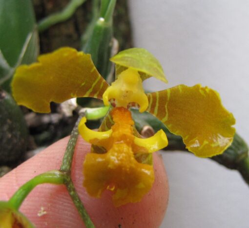 BAPTISTONIA WIDGRENII MUDA