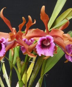 L. TENEBROSA ESCURA 4N X MAIS ESCURA 4N