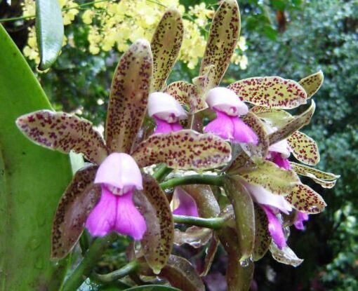 C.TIGRINA (VERDE S/ PINTAS X SEMI ALBA) MUDA