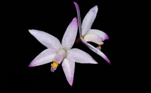 LAELIA REGINAE -  PRÉ ADULTA
