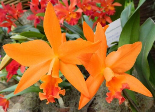 LOVE PASSION ORANGE   PRÉ ADULTA