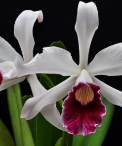 L. PURPURATA VINICOLOR - CORTE ADULTO