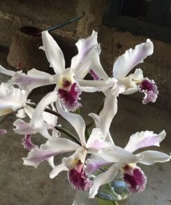 L. CRISPA CARNEA X SELF