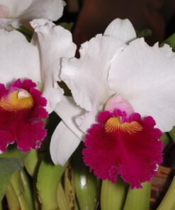 LC. PERSEPOLIS SPLENDOR X IRENE FINEY ADULTA