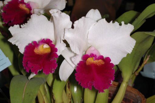 LC. PERSEPOLIS SPLENDOR X IRENE FINEY ADULTA