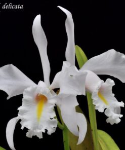 C. MAXIMA DELICATA X SELF