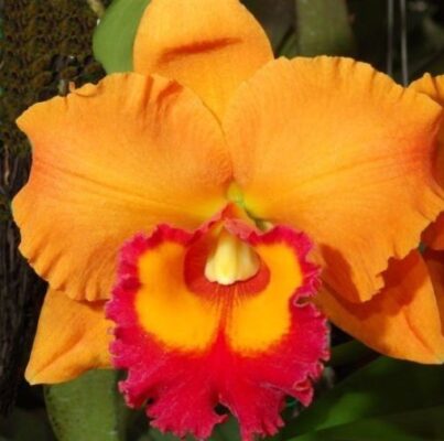 YEN 24 KORAT - MUDA 5 A 10CM