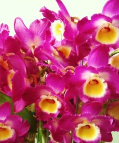 DENDROBIUM HÍBRIDO D26  PRÉ ADULTO