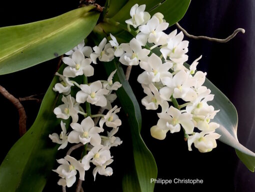 RHYNCHOSTYLIS GIGANTEA  ALBA ADULTA