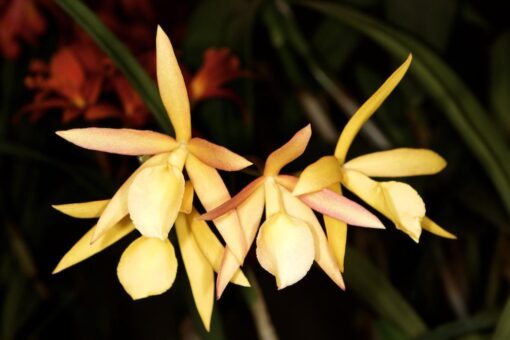 B. PERRINII X LC TROPICAL SUNSET - CORTE ADULTO