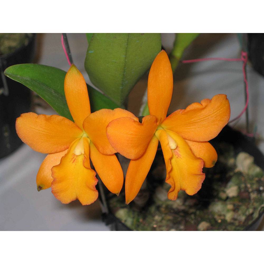 SPANISH EYES X BLC YEN 24 KARAT LEA PRÉ ADULTA