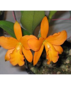 SPANISH EYES X BLC YEN 24 KARAT LEA  PRÉ ADULTA