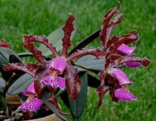 CATLEYA SCHILERIANA MUDA 5 A 10 CM