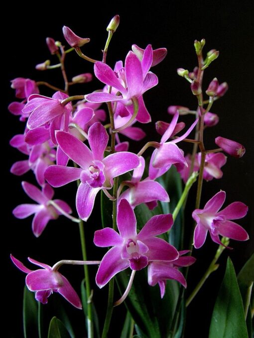 DENDROBIUM BERRY X SPECIOSUM MUDA