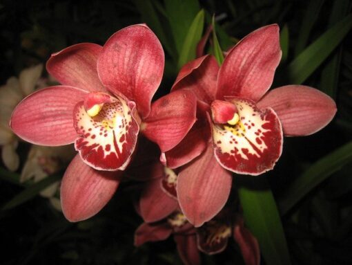 CYMBIDIUM RED BEAUTY ROY MUDA DE 10 A 15 CM