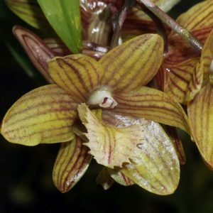 DENDROBIUM SERRATILABIUM ADULTO