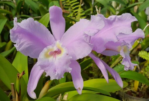 CATTLEYA LUEDMANNIANA CONCOLOR - CORTE ADULTO