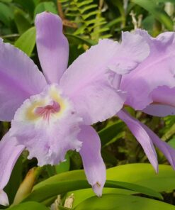 CATTLEYA LUEDMANNIANA CONCOLOR -  PRÉ ADULTA
