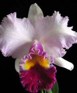 BLC. MISHIMA MONARCH `BLUMEN INSEL´ ADULTA