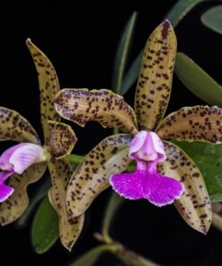 MEMORIA HELEN BROWN X GRANULOSA ADULTA
