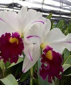 LC. IDA ELIZABETH `ENCHANTING´ ADULTA