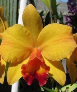 LC. TROPICAL SUNSET X LOVE SOUND ADULTA