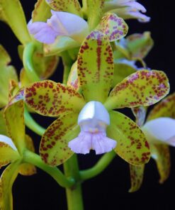 C. LEOPOLDI ALBESCENS X ALBESCENS ROBERTO
