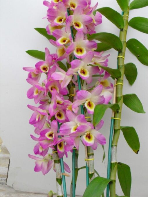 DENDROBIUM HÍBRIDO D36  PRÉ ADULTO