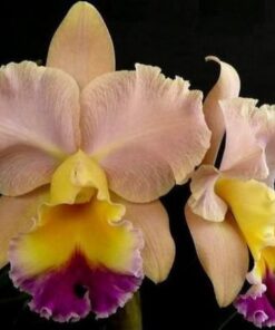 BLC. GOLDENZELLE SADDLE PEAK