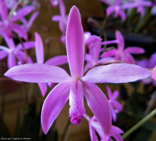 LAELIA CRISPILABIA -  PRÉ ADULTA